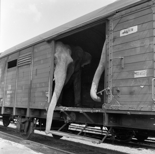 154155 Afbeelding van de aankomst van de olifanten van Circus Krone per trein te Utrecht.